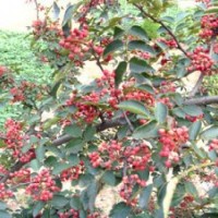 供應(yīng)花椒苗大紅袍花椒苗】【花椒苗價(jià)格】【花椒苗多少錢(qián)一株】