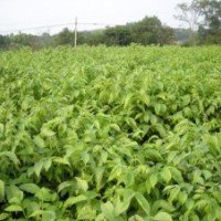 山東泰山子豪苗木合作社供應(yīng)：核桃苗 板栗苗 草莓苗 桃樹苗 梨樹