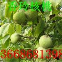 山東核桃苗，核桃苗品種