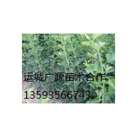山西山楂小苗，廣源苗木合作社