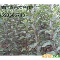 山西蘋果供應商蘋果苗出售、蘋果小苗價格