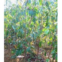 供應苗高80-120厘米觀賞油用型大果紅花油茶苗