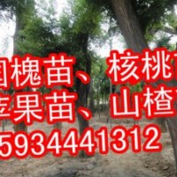 供應(yīng)核桃苗 國槐苗 刺槐苗 油松 白皮松 側(cè)柏 蘋果苗