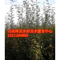 山西花椒苗價(jià)格花椒苗圖片蘋果樹圖片核桃苗圖片怎么價(jià)格