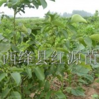 供應(yīng)核桃苗 國槐苗 皂角苗 白皮松