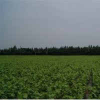 大量供應維多利亞葡萄苗
