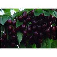 北方大櫻桃苗供應(yīng) 山東大櫻桃苗