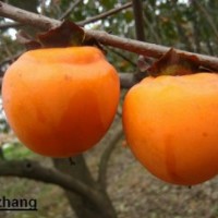 獨(dú)特嫁接柿子苗