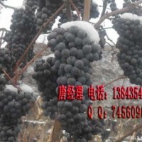 雙紅葡萄苗冰紅葡萄苗(冬天不用埋的葡萄)