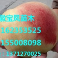 浙江麗水溫州優(yōu)質(zhì)桃樹苗新品種