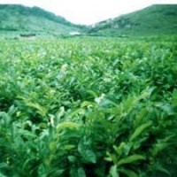 優(yōu)質(zhì)板栗苗河北板栗苗江蘇板栗苗云南板栗苗價(jià)格