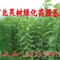 常年出售大櫻桃苗，梨樹苗，桃樹苗，蘋果樹苗-要的速聯(lián)系