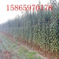 基地大量低價供應(yīng)果樹苗 蘋果苗 桃苗