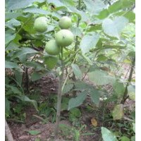 供應(yīng)最新核桃苗價(jià)格，山西核桃苗的管理