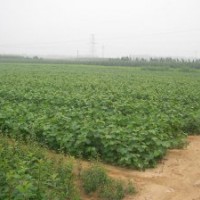 低價供應核桃苗，山桃苗，毛桃苗，山楂苗，梨樹苗