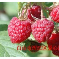 夏秋兩季結(jié)果的樹莓新品種——大雙季