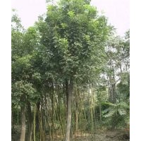 蘋(píng)果苗 棗樹(shù)苗 山楂苗 鈣果苗