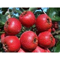 棗樹苗 蘋果苗山楂苗