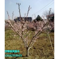 正宗突圍桃樹(shù)苗新品種|夏之夢(mèng)桃樹(shù)苗價(jià)格