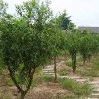 供應(yīng)大量結(jié)果棗樹苗木，可做園林綠化