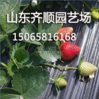 豐香草莓種苗，山東豐香草莓供應(yīng)商