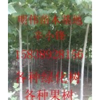 各種果樹小苗桃樹，梨樹，蘋果樹，核桃樹，柿樹，花椒樹等