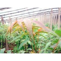 大量供應紅油香椿苗