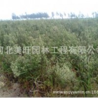 供應(yīng)3公分沙棗