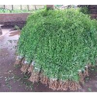 大量供應(yīng)黑龍江枸杞苗，哈爾濱黃菠蘿苗，