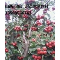 山楂樹(shù)出售、3-8公分山楂樹(shù)、價(jià)格優(yōu)惠
