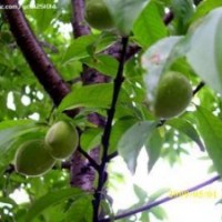 各規(guī)格果樹，桃樹，蘋果樹，山杏樹，山桃樹，核桃樹，石榴樹