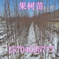 果樹苗，占地果樹苗，123果樹苗