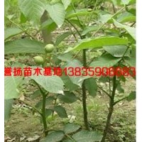 山西核桃苗，核桃苗價格，核桃實生苗