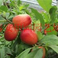 汶陽【《山桃》】三公分【《山桃》】五公分【《山桃價格》】
