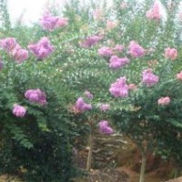 花石榴、紫薇、紫荊、五角楓