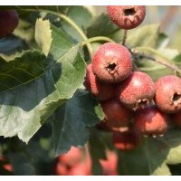 蘋(píng)果苗 核桃苗 山楂苗 櫻桃苗