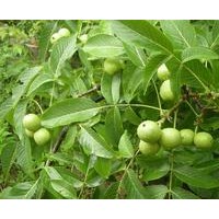 核桃苗，2cm以上核桃苗，占地核桃苗，大櫻桃苗，紅燈櫻桃苗
