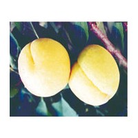 金光六號(hào)