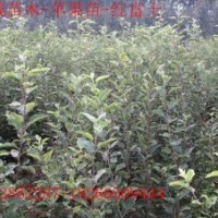 信濃紅蘋(píng)果苗煙富3號(hào)6號(hào)紅嘎啦紅將軍美八