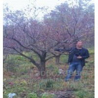 供應(yīng)遼寧本溪桓仁山楂樹