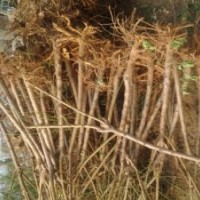 供應5公分桃樹