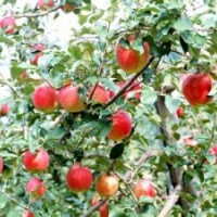 供應(yīng) 蘋果樹、梨樹、桃樹、山楂、板栗、柿子樹