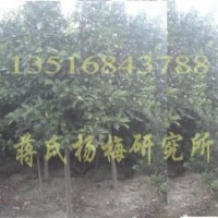 香泡樹價(jià)格