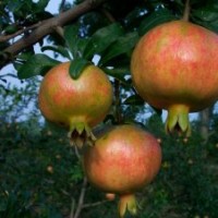 石榴苗、大紅袍石榴苗、蒙陽紅石榴苗、石榴樹苗