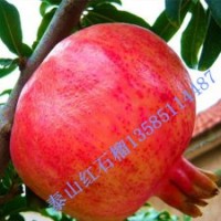 當年包結果石榴苗泰山紅石榴樹苗庭院地栽果樹苗大小齊全