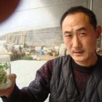 吉塞拉|吉塞拉櫻桃苗|吉塞拉砧木苗|吉塞拉小苗