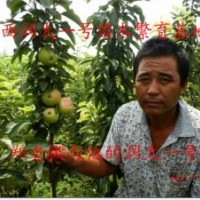 供應(yīng)潤太一號、柱狀蘋果苗