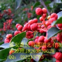 供應(yīng)山東花椒苗 價(jià)格便宜 當(dāng)年苗 0.6-2公分