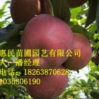供應山東泰安實生 嫁接蘋果樹苗 0.5-4公分占地蘋果樹