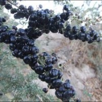 提供大量?jī)?yōu)質(zhì)藍(lán)莓、黑枸杞種苗